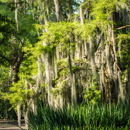 Cypress Lake, ULL campus